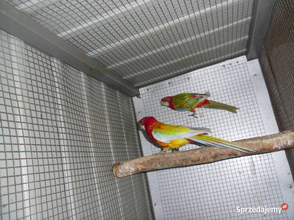 Rozella Rozelle Białolice Ptaki