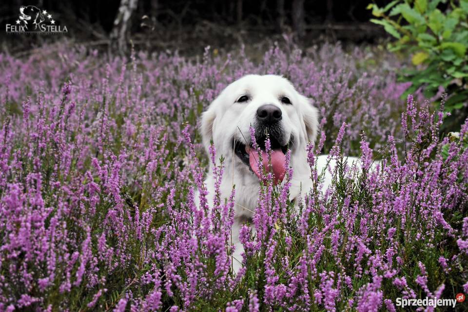 Zapowiedz miotu golden retriever ZKwP Toruń