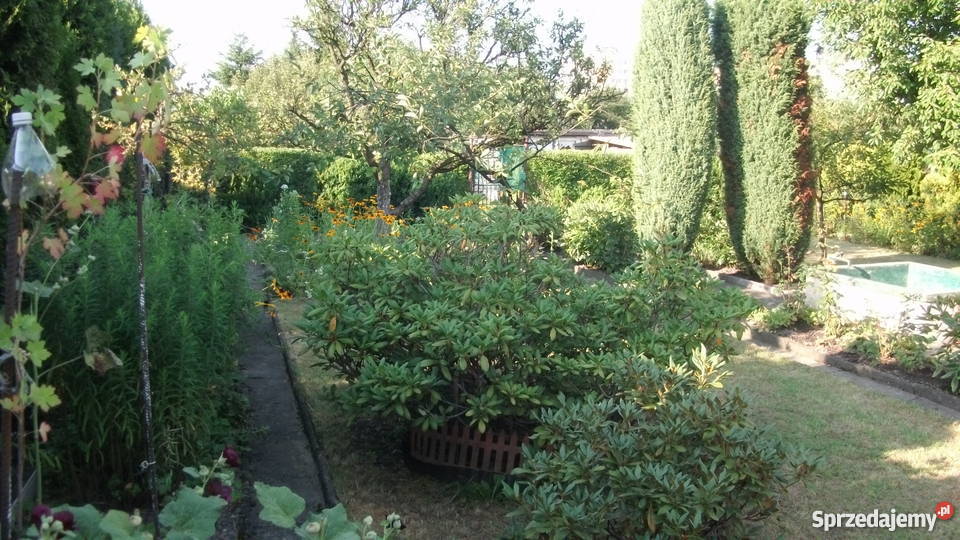 Sprzedam ogródek działkowy na terenie ROD HUTNIK Chorzów