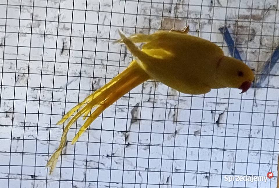 Papugi aleksandrety obrożnej Wodzisław Śląski sprzedam