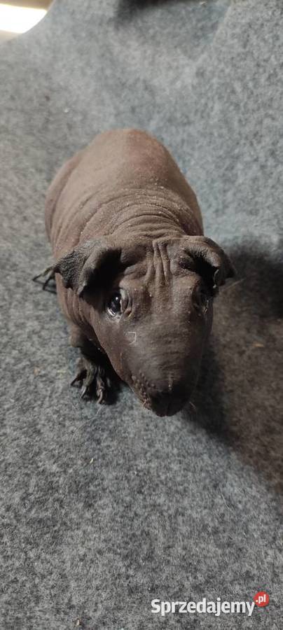 Świnka morska cavia skinny Baldwin US Teddy z Dąbrowa Górnicza