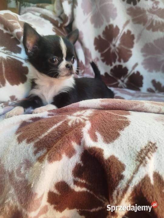 Poeswk chihuahua Chihuahua mazowieckie Płońsk sprzedam