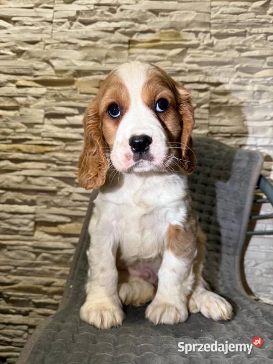 Cudowny piesek Cocker Spaniel Angielski Orange małopolskie Kraków sprzedam