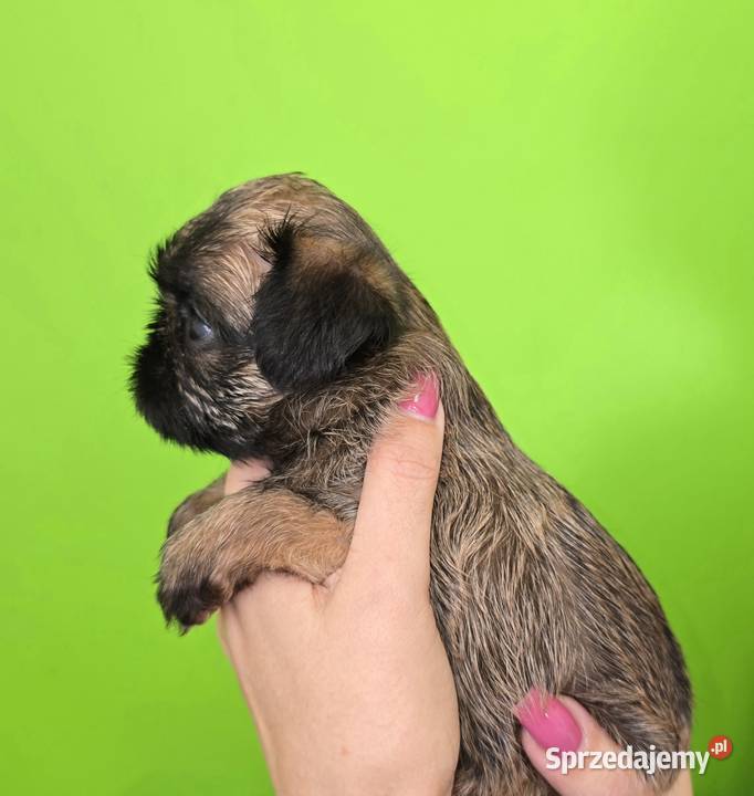 Gryfonik Brukselski Suczka FCI