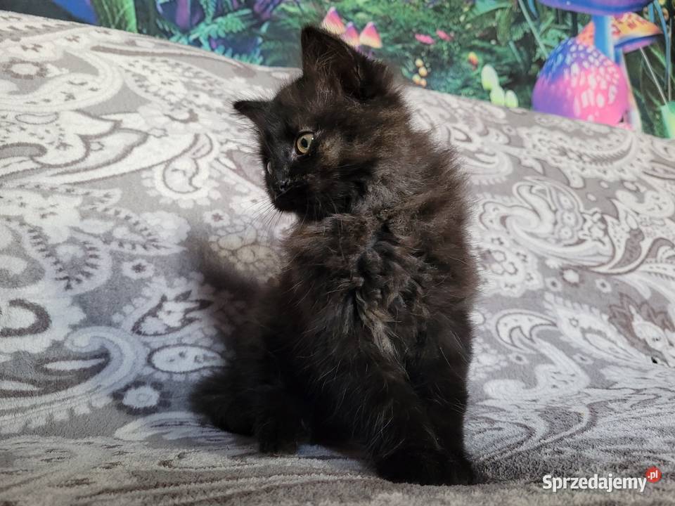 Maine Coon Polesie Mikułowskie sprzedam