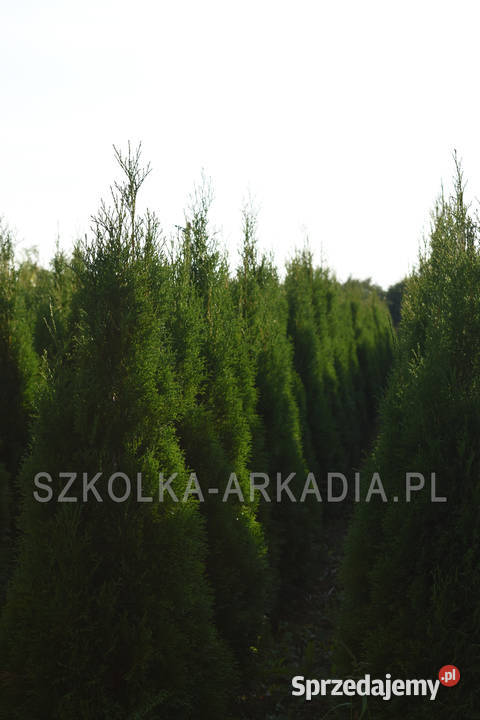 Tuja Smaragd Szmaragd Thuja Żywotnik zachodni Łódź
