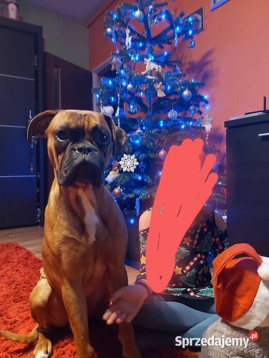 Szczeniaki bokser szukają nowego domu Dąbrowa Białostocka