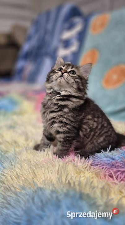 Syberyjska KOTKA ŁUCJIA rodowód FPL Stary Broniszew sprzedam