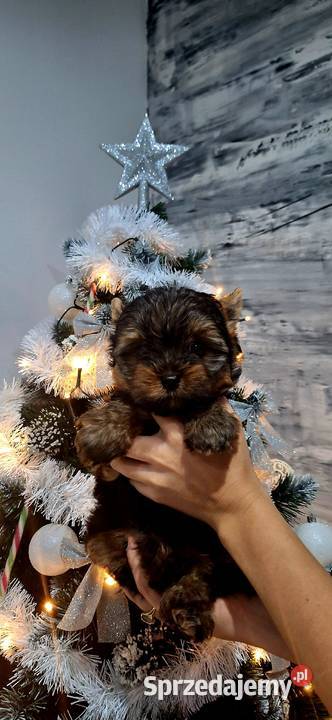 Śliczny piesek yorkshire terrier Brzeg Dolny