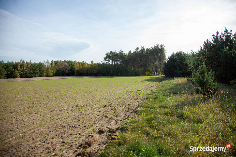 Działka 5730 m Żołędowo Wkrą koło Cieksyna Warszawa