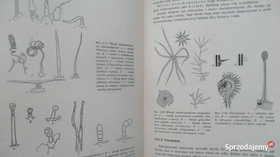 Zarys botaniki farmaceutycznej Broda farmacja Łódź sprzedam