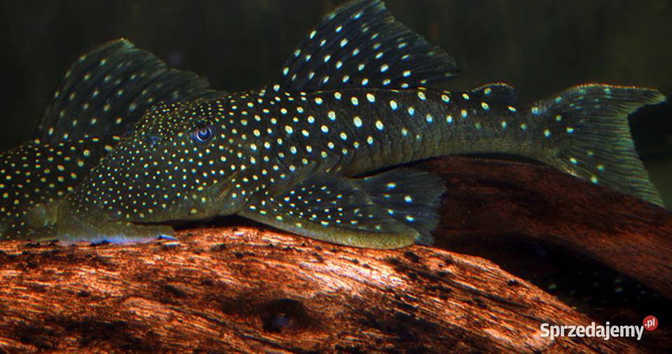 Glonojad L128 Hemiancistrus ODŁÓW WF WYSYŁKA Gdańsk