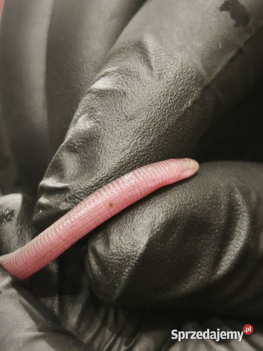 blanus sp blind snake slepucha młody osobnik
