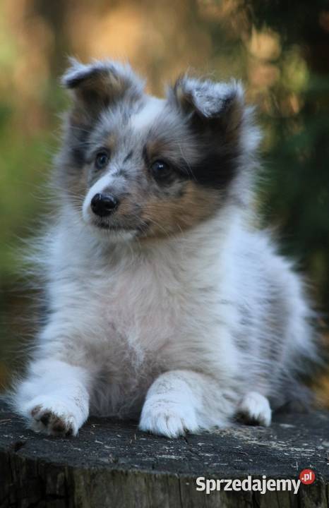 Owczarek szetlandzki sheltie śliczny blue merle