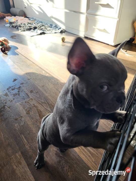 Buldog francuski Lubin