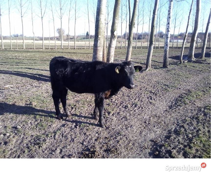 Odsadki Byczki Jałowki Białogrzbiete Iłowiec sprzedam
