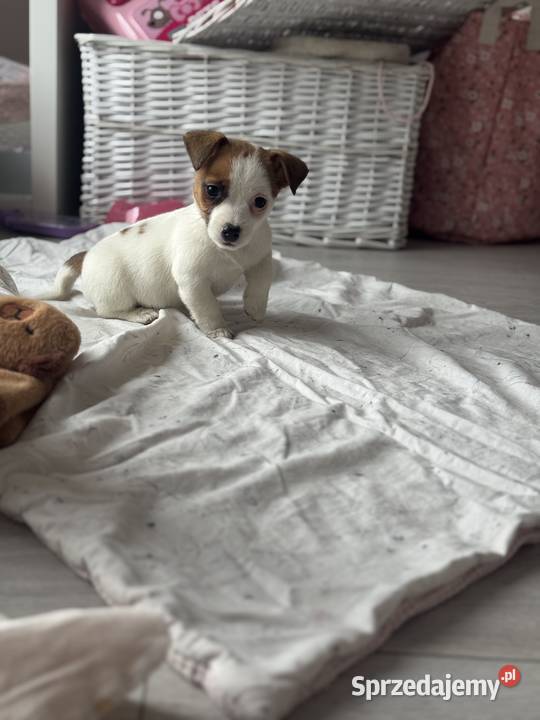 Jack Russell Terrier suczka