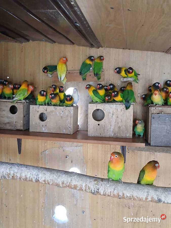 Fiszery dorosłe Ptaki Rżyska