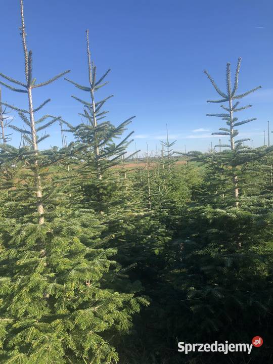 Choinki hutowo Maszki k. Wojciechowa