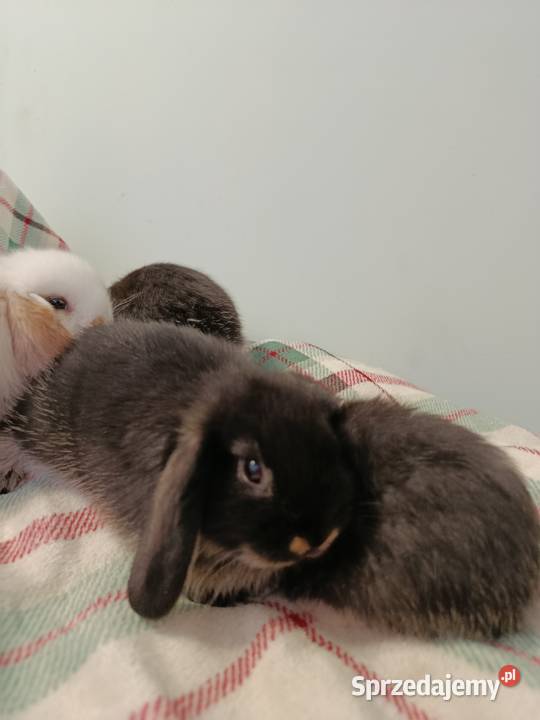 Króliczki mini lop domowa hodowla Pozostałe Lipka sprzedam