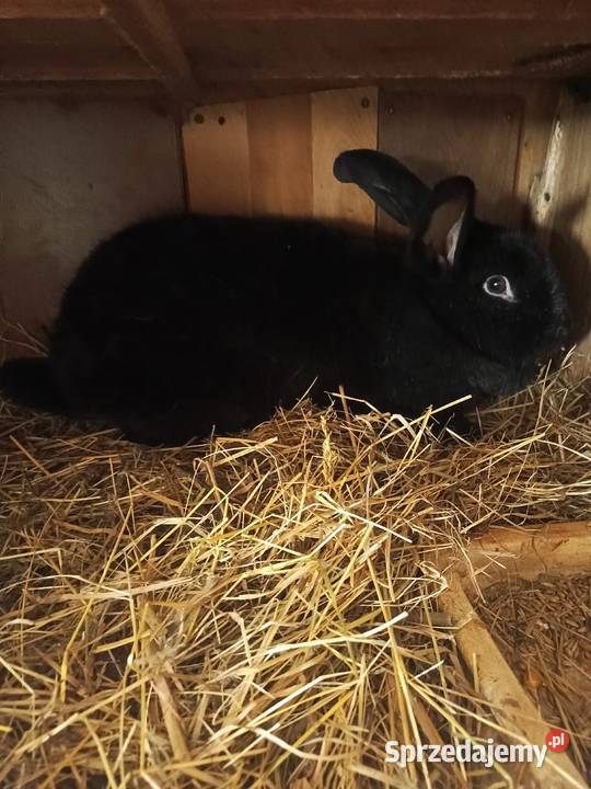 Sprzedam samice wiedyńską Gryzonie Gryzonie śląskie Miedźna