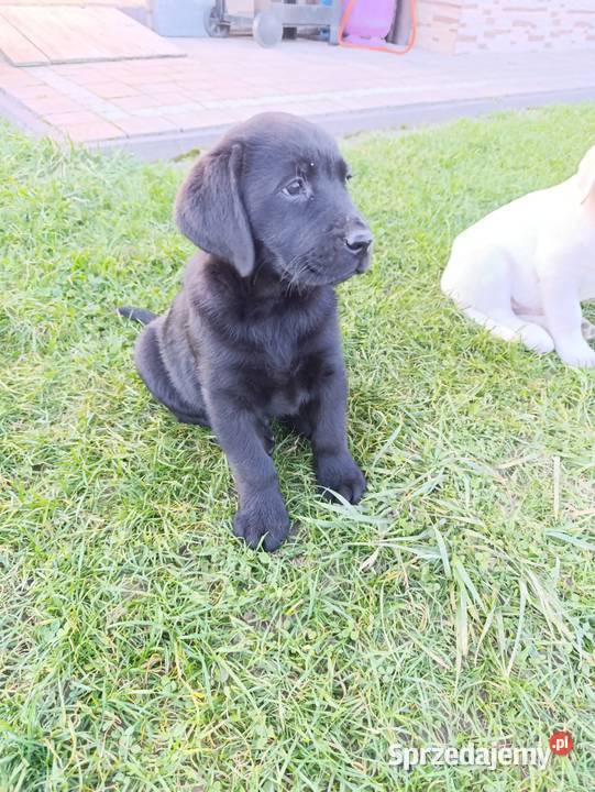 pieski Labrador czekoladowy i czarny małopolskie Tarnów