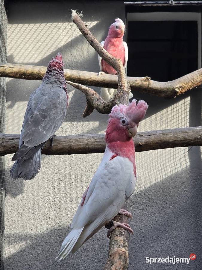 Kakadu różowe lutino samiec opolskie Kielcza