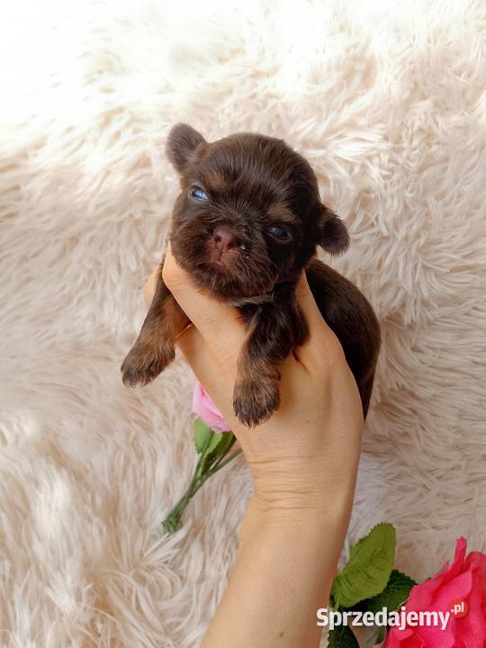 Czekoladowa suczka rasy ShihTzu szuka domku Namysłów