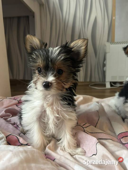 3 miesięczne pieseczki york miniaturka