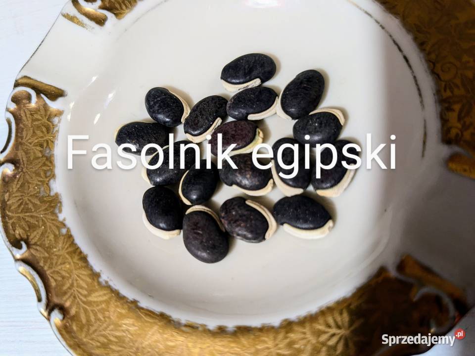 Broda mnicha Dzikie szparagi Fasolnik egipski Kraków
