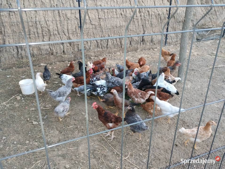 Sprzedam koguty kury młode nadwyżka Gorzów Wielkopolski sprzedam