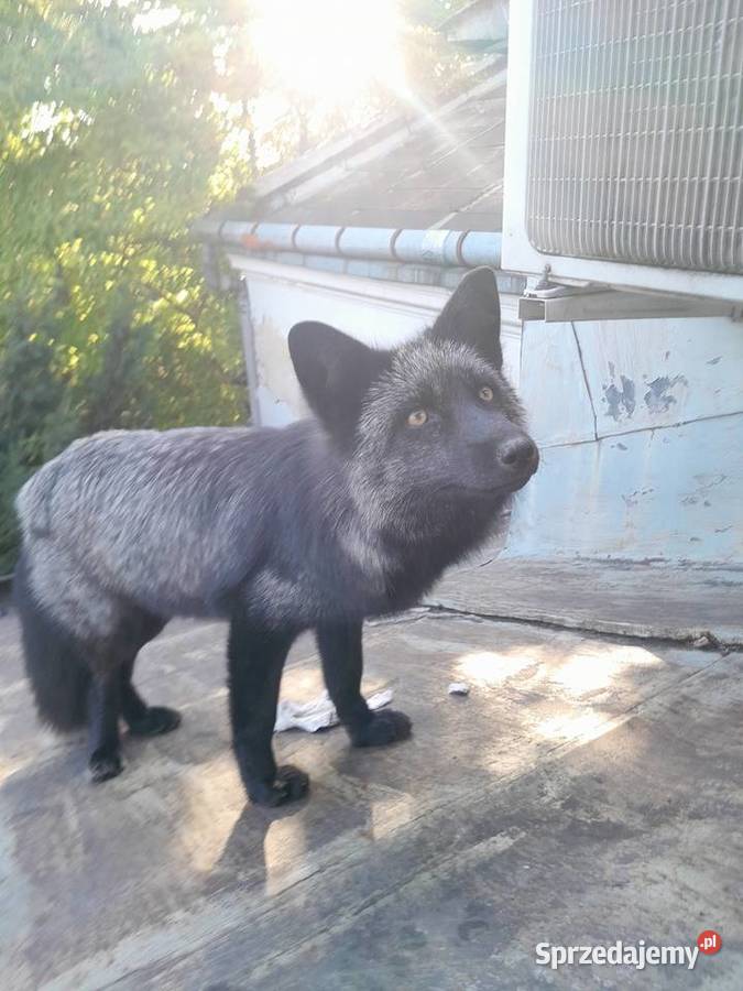 Lis europejski Pozostałe Nisko