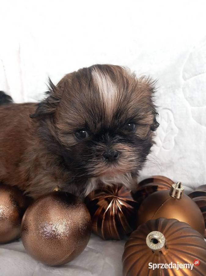 ShihTzu chłopiec odbiór w grudniu Shih Tzu Strzelce Opolskie sprzedam