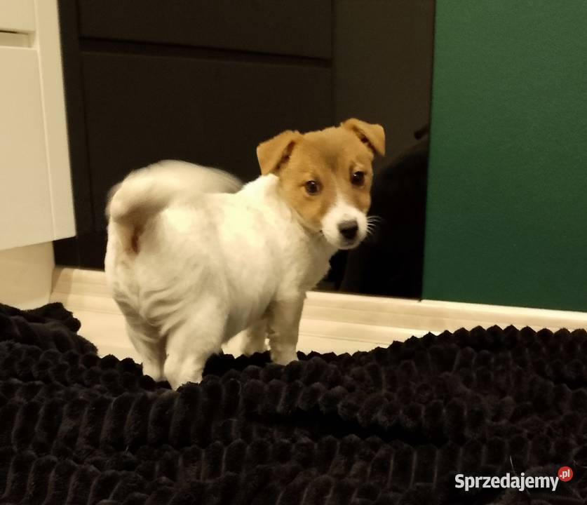 Suczka ZKwP Jack Russell terrier Sochaczew