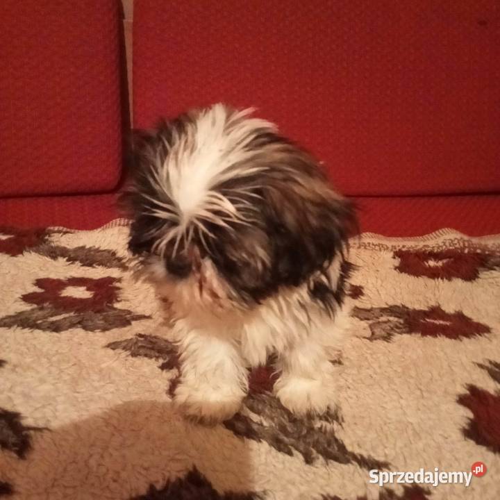 Słodziak shihtzu Basonia sprzedam