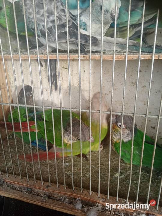 Rudosterki Wawrzeńczyce