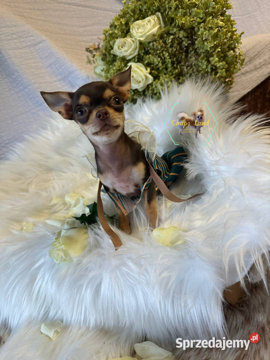 Chihuahua suczki z rodowodem black tricolor tan świętokrzyskie Skarżysko-Kamienna
