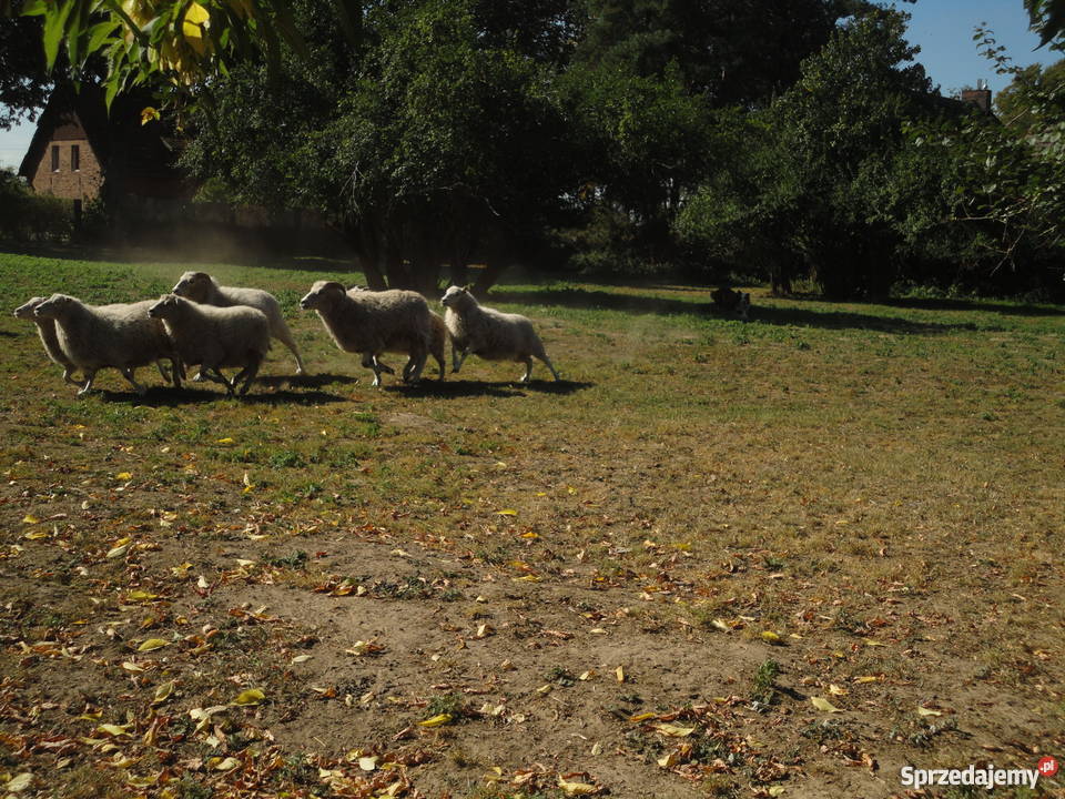 Super Border Collie zachodniopomorskie Szczecin