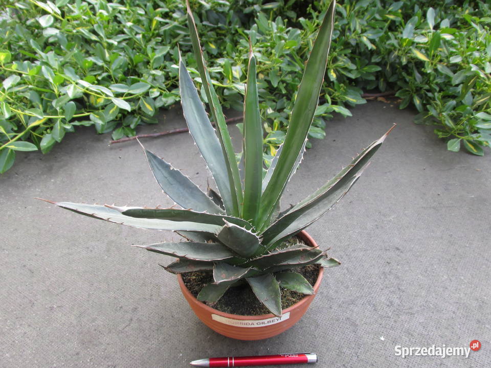 Odhodowana ponad 6letnia agawa z Meksyku Agave Pozostałe Kraków