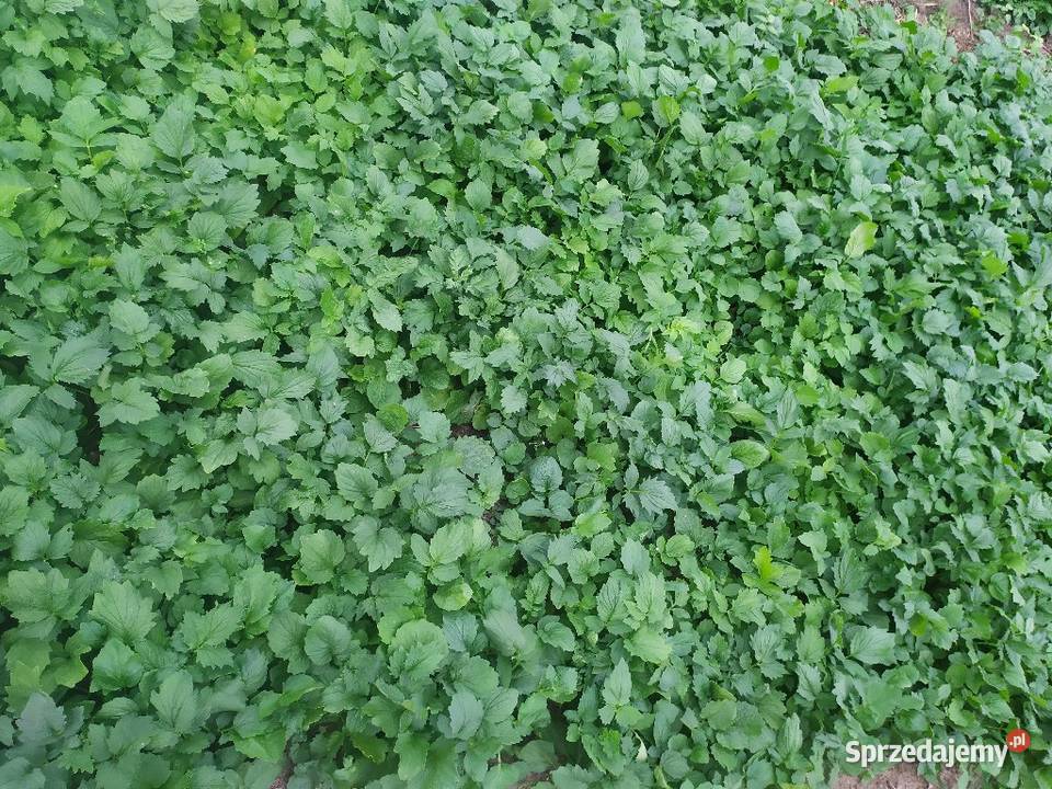 Sadzonki Flance kozłek lekarski waleriana lubelskie