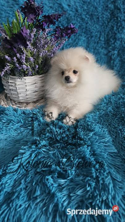 Szpic MiniaturowyPolski piesek Cream PASZPORT Szpic miniaturowy sprzedam