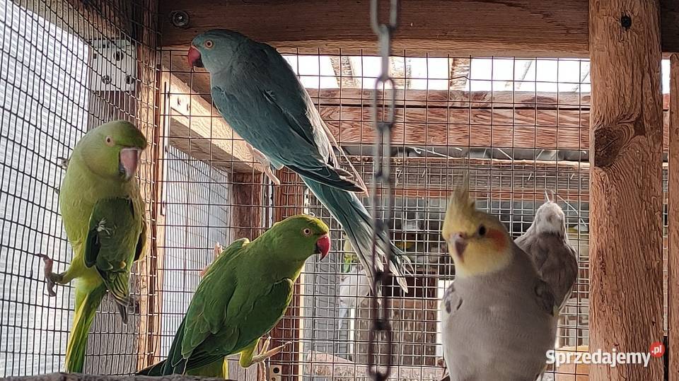 Papugi Rozelle gorskie baranandy