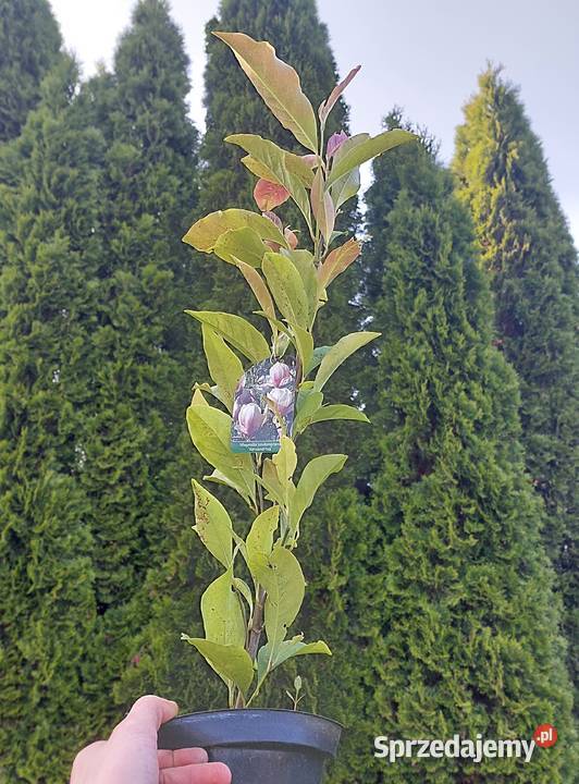 Magnolia sadzonki Stromiec