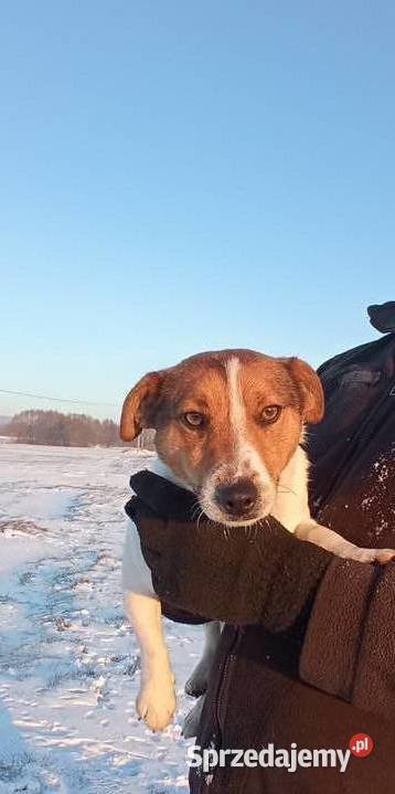 Jack russel terierr reproduktor Bieliny