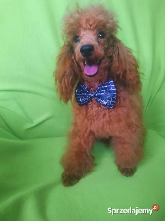 PUDEL TOY RED płowy samiec do odbiorurodowófd Bydgoszcz