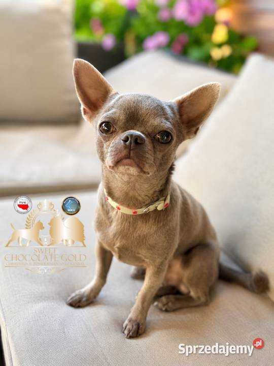 Reproduktor chihuahua Lilac badania DNA