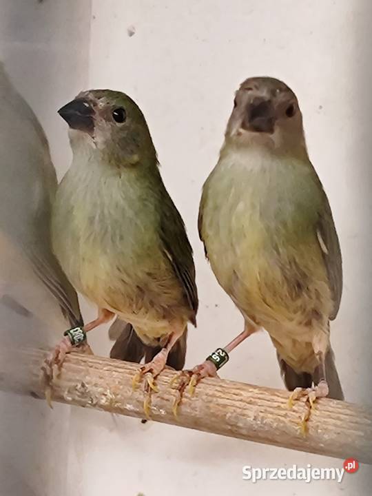 Papuzik Forbesa samicaAstryld Astryldy Ptaki Myślenice