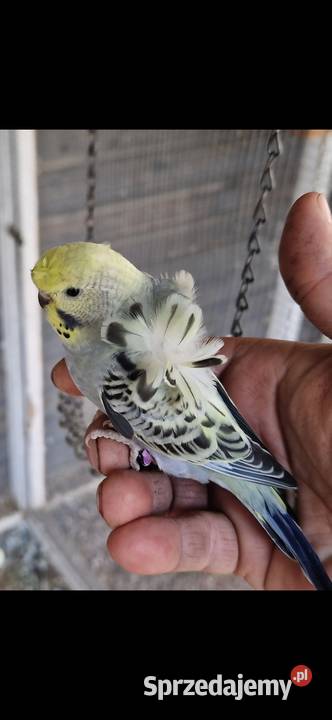 Papugi faliste helikoptery 2f Radzewo