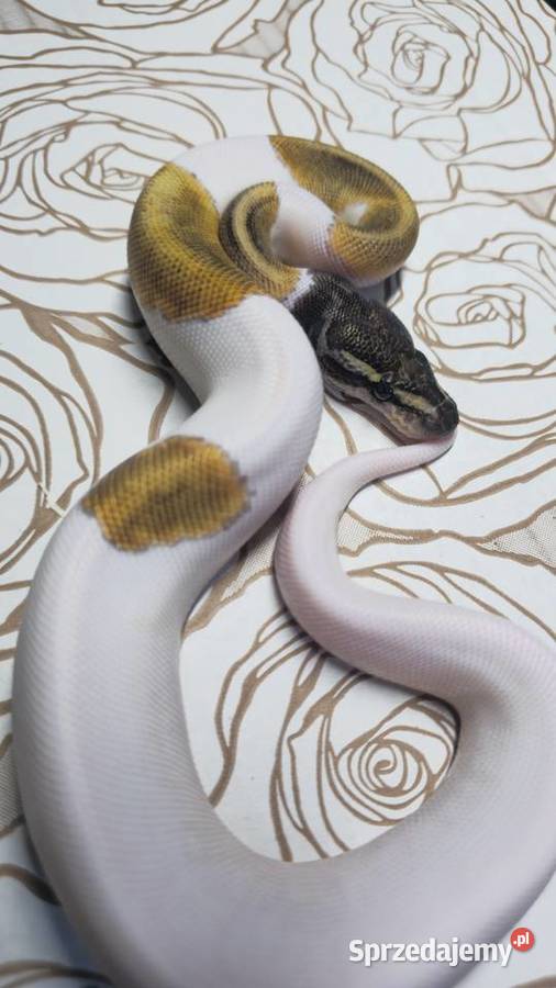 Wąż pyton królewski python regius samiec Wrocław