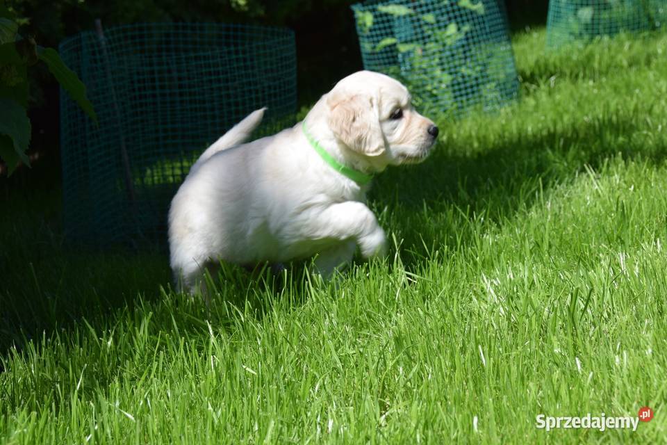 Szczenięta golden retriever ZKWP FCI Łochów